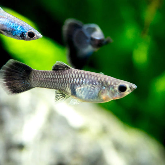 Moscow Blue Female Guppy