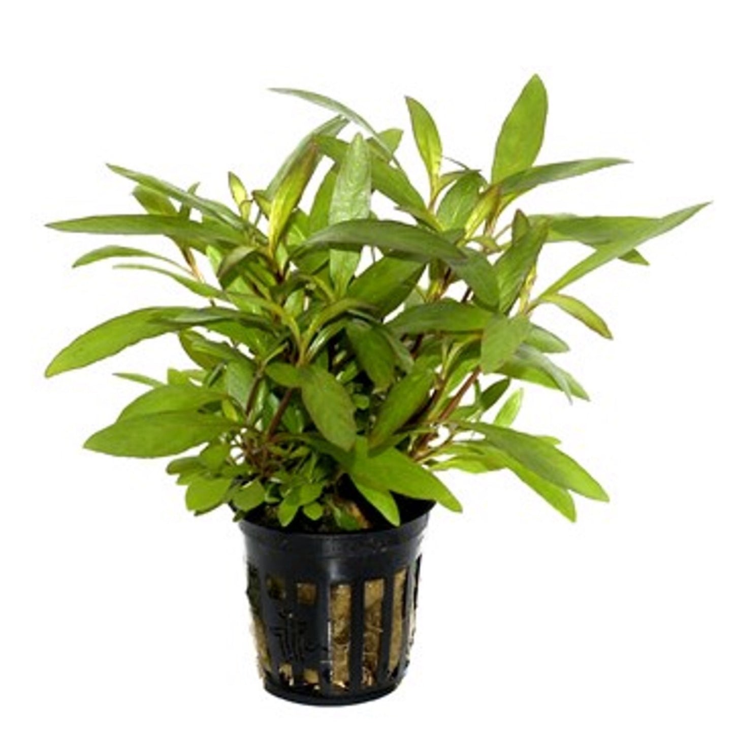 Tropica Hygrophila corymbosa "Siamensis 53B"