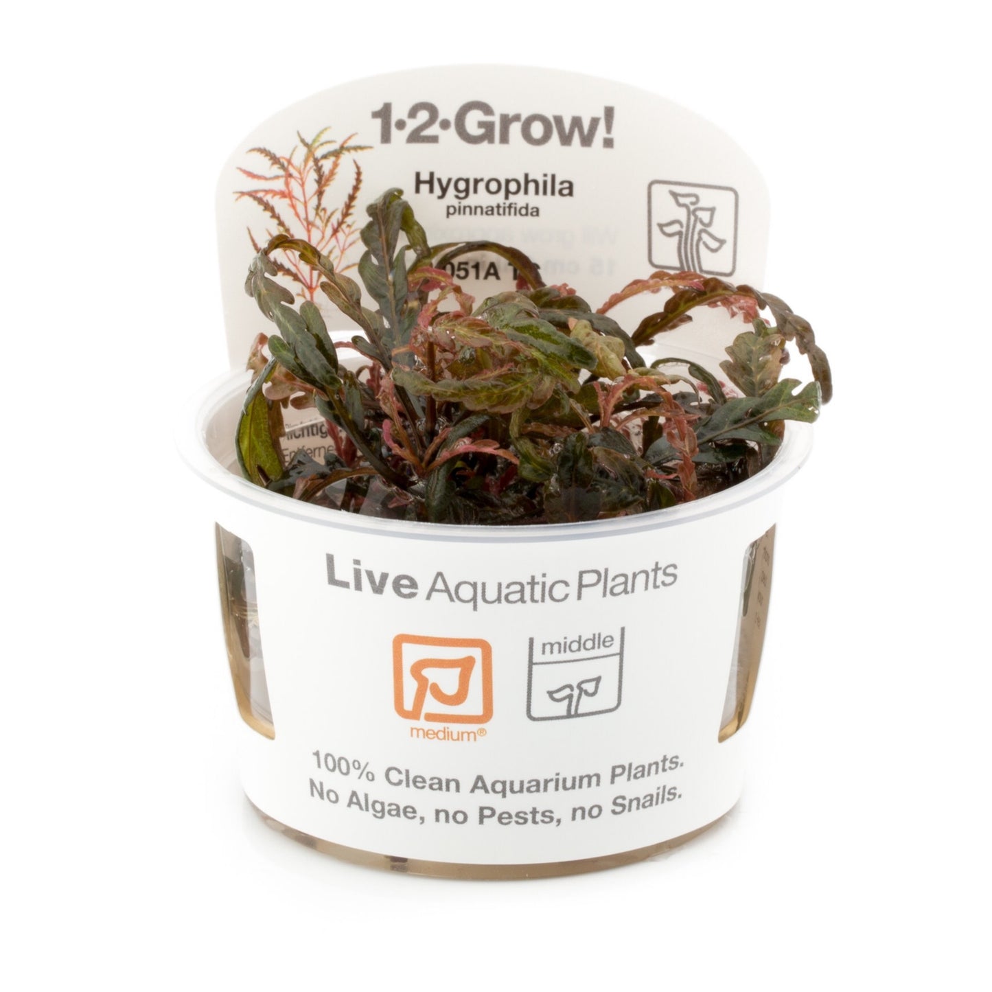 Tropica Hygrophila pinnatifida 1-2-Grow
