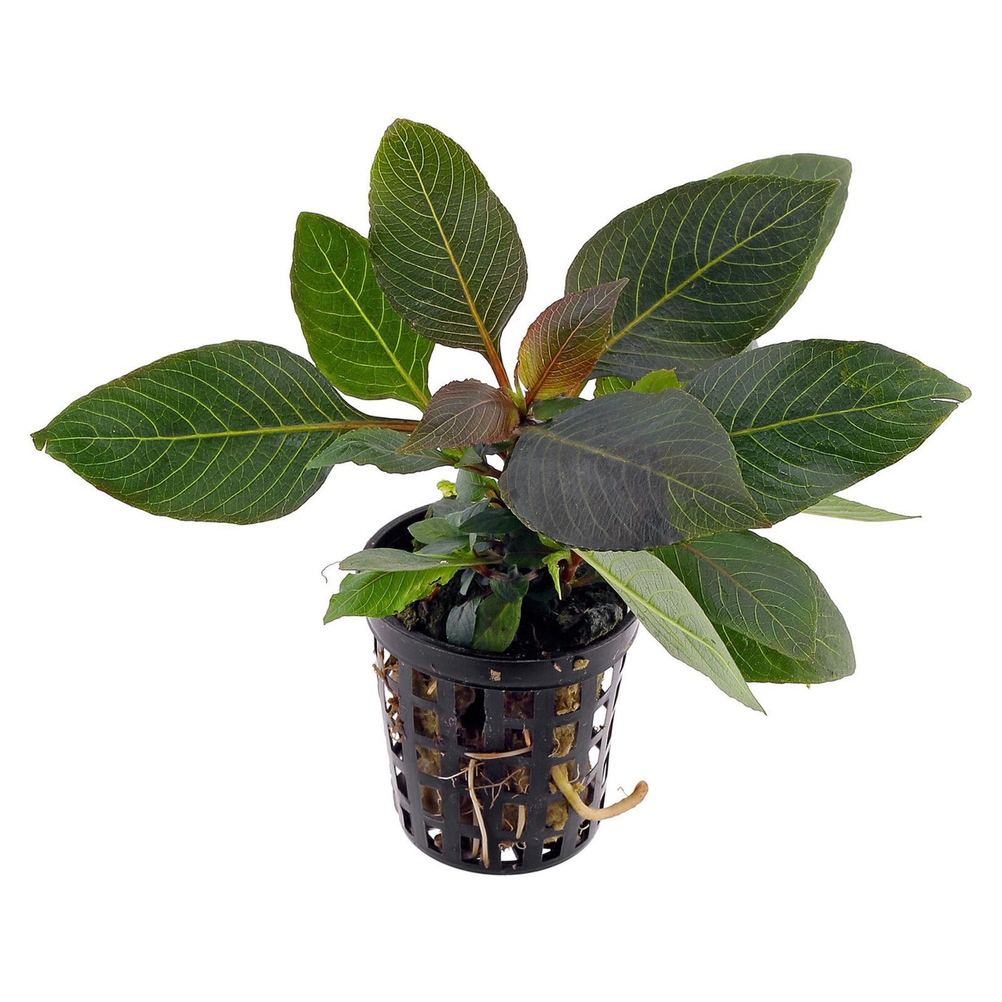 Tropica Hygrophila corymbosa 'Compact'