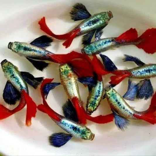 Platinum Red Tail Big Ear Guppy (Males)