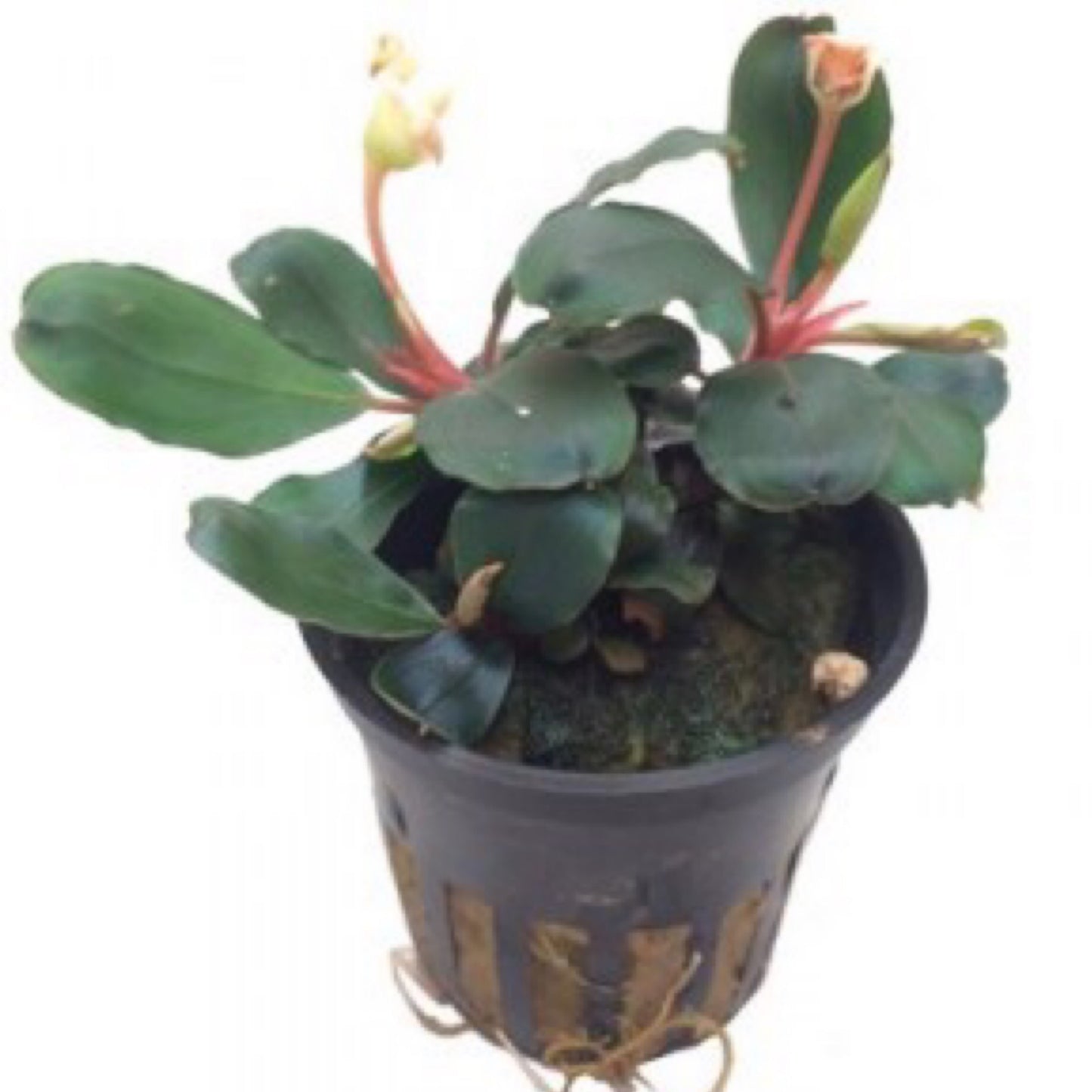 Tropica Bucephalandra sp. 'Red'