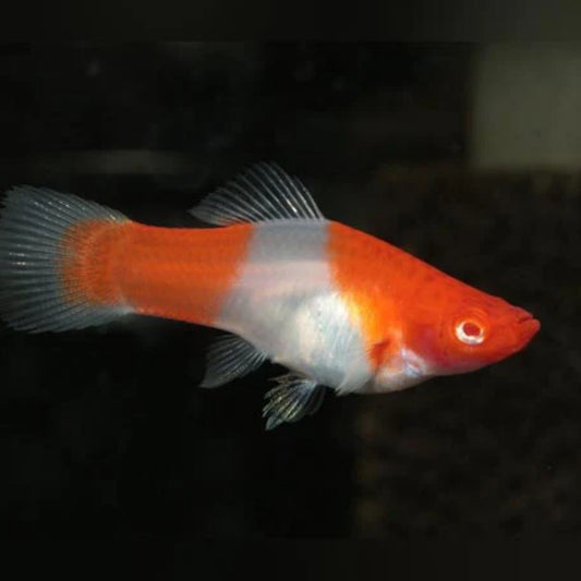 Swordtail - Albino Koi