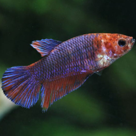 Female Dragon Scale Delta Tail Betta