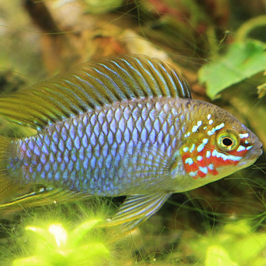 Apistogramma Borelli - Opal (Pares)