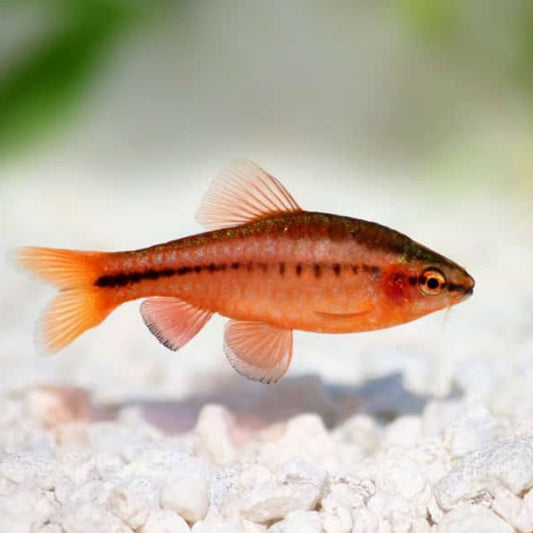 Cherry Barb large