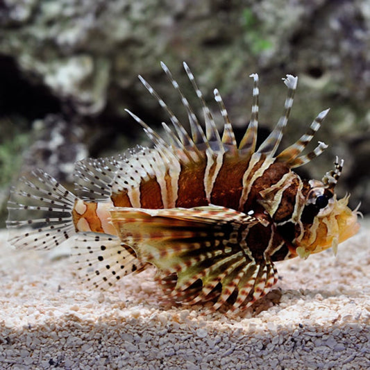 Zebra Dwarf Lionfish