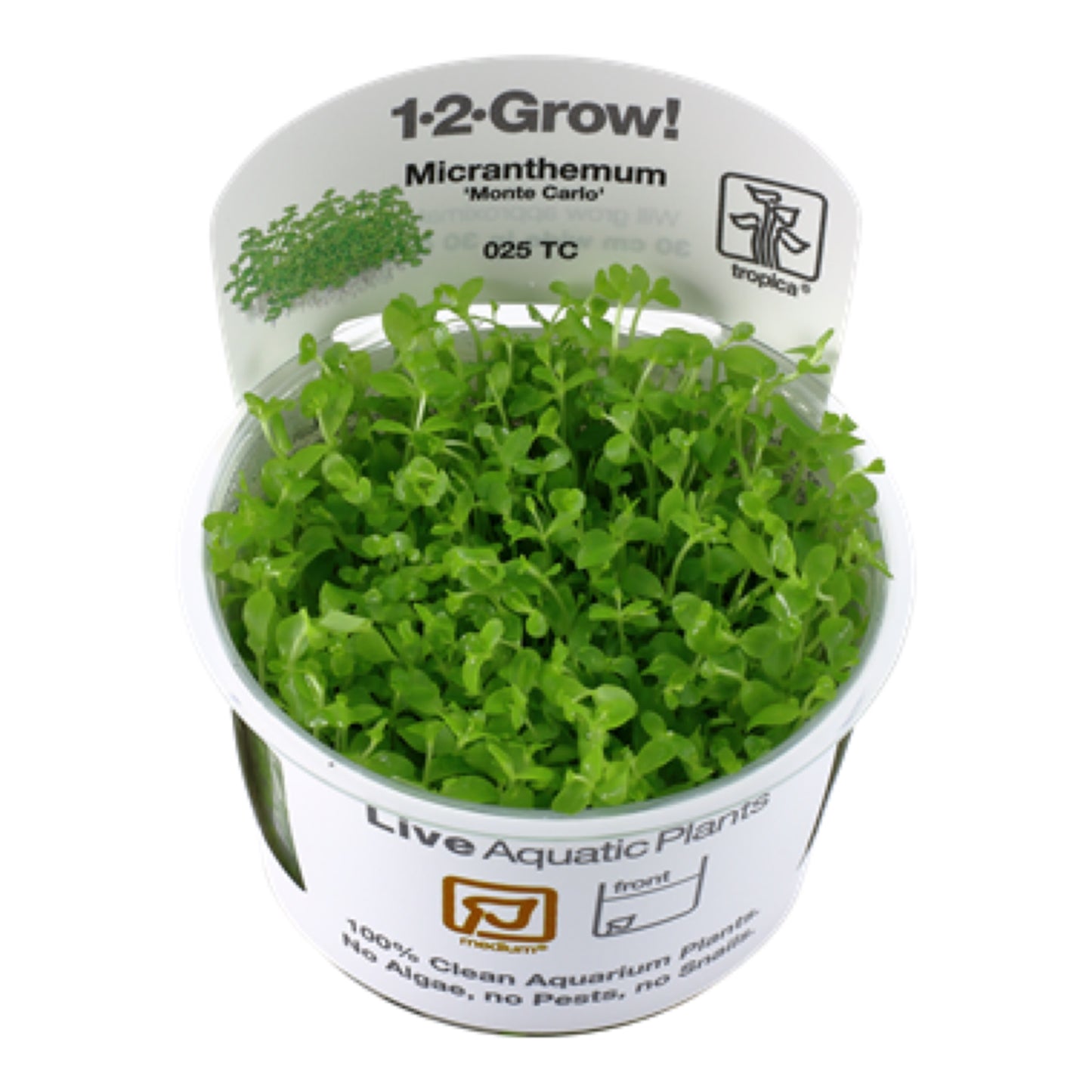 Tropica Micranthemum tweediei 'Monte Carlo' 1-2-Grow