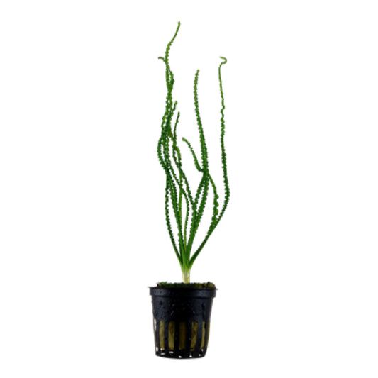 Tropica Crinum calaminstratum