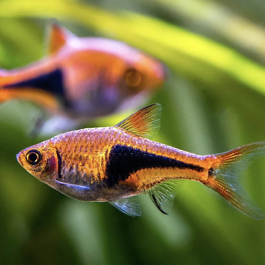 Harlequin Rasbora