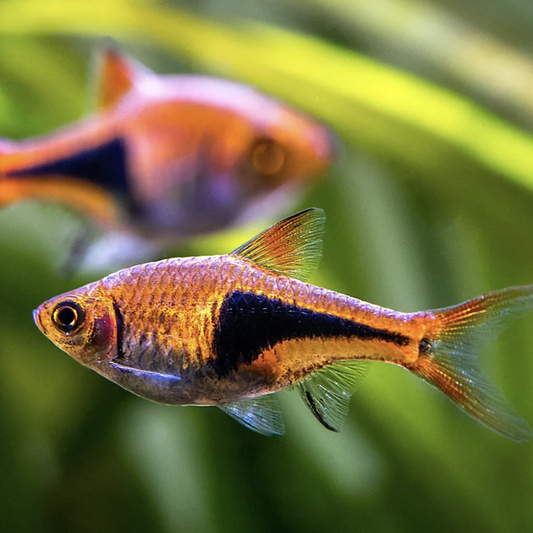 Harlequin Rasbora