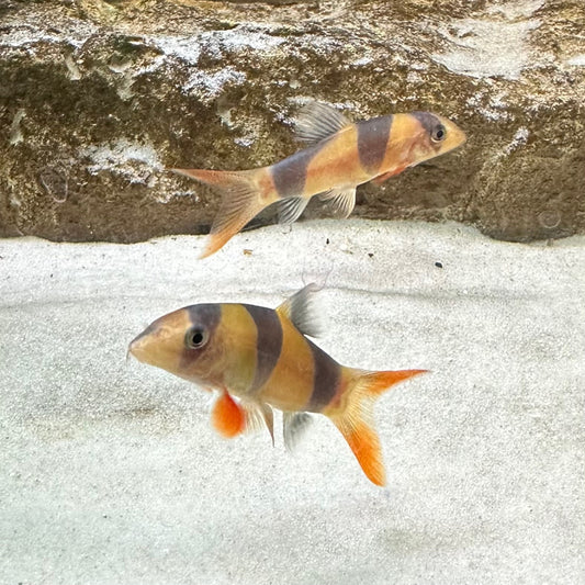 Clown loach