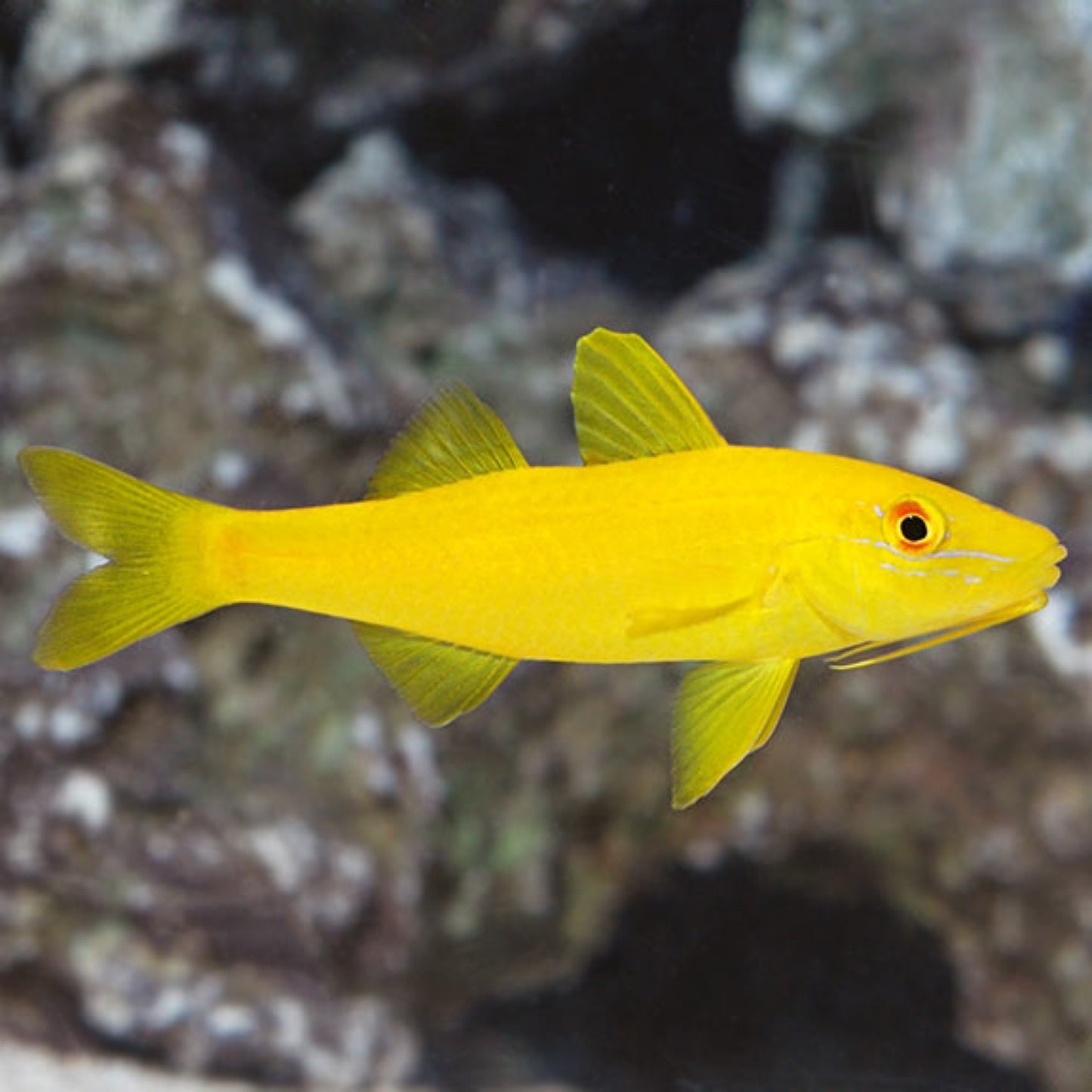 Yellow Goatfish MAC Certified