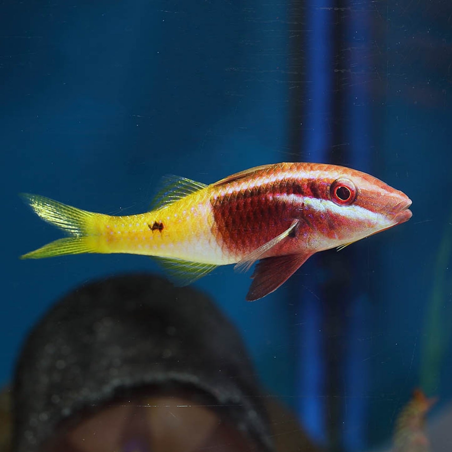 Bicolour Goatfish MAC Certified
