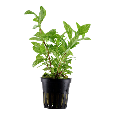 Tropica Hygrophila polysperma 'Rosanervig'