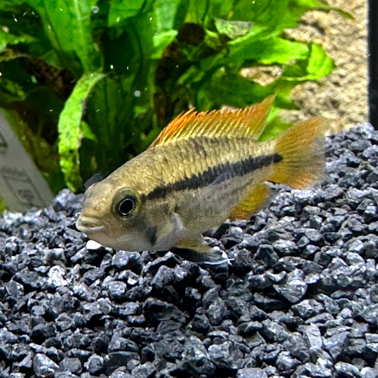 Cacatoo Mega Orange Dwarf Cichild - Apistogramma cacatuoides var