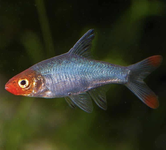 Naked Rasbora Male