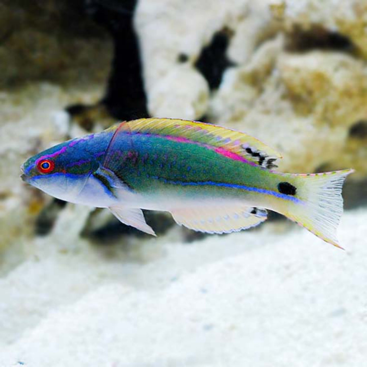 Exquisite Wrasse Fiji