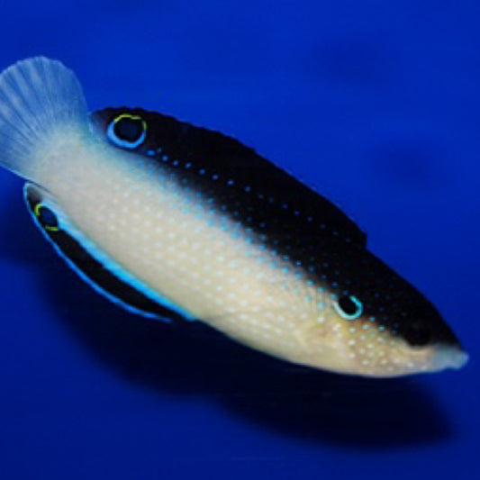 Fiji China Wrasse