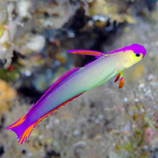 Exquisite Firefish