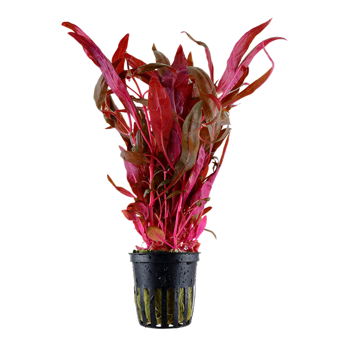 Tropica Alternanthera reineckii 'Pink'