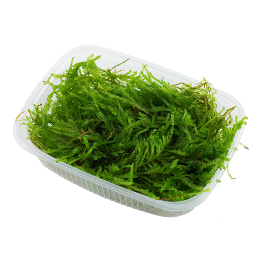 Tropica Vesicularia ferriei 'Weeping Moss'