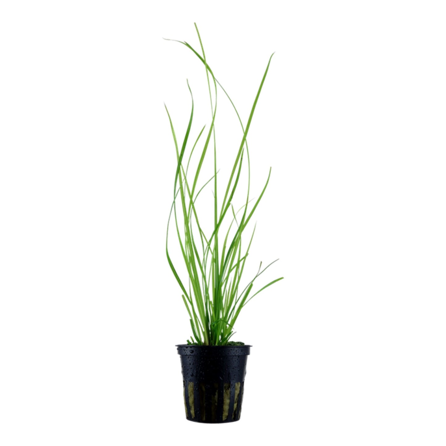 Tropica Cyperus helferi