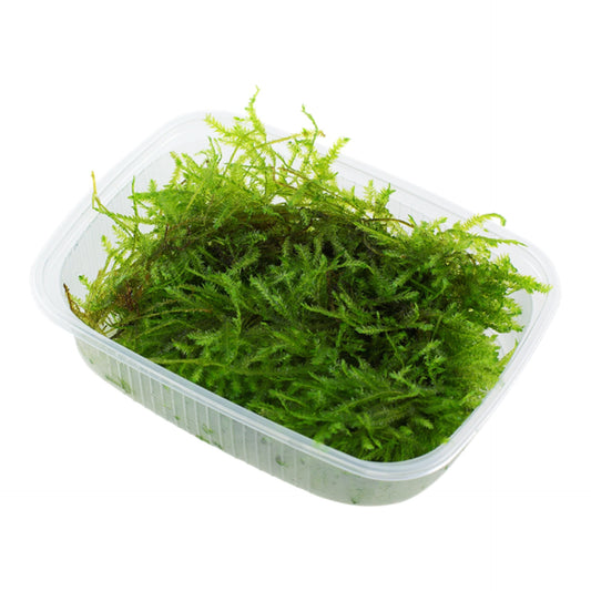 Tropica Vesicularia montagnei 'Christmas Moss'