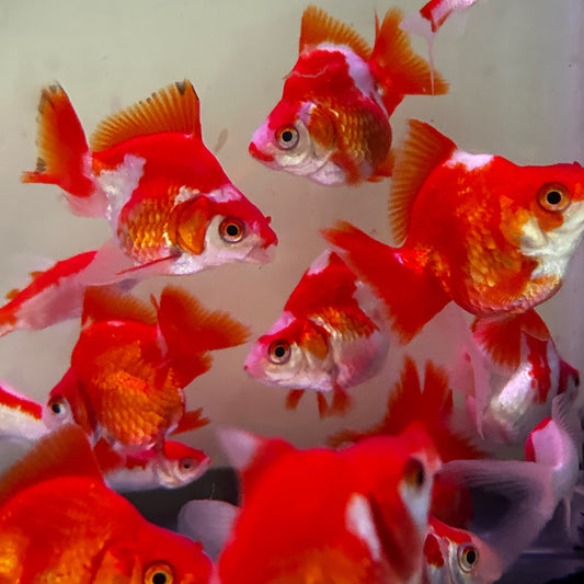 Ryukin Red White Short Tail goldpis