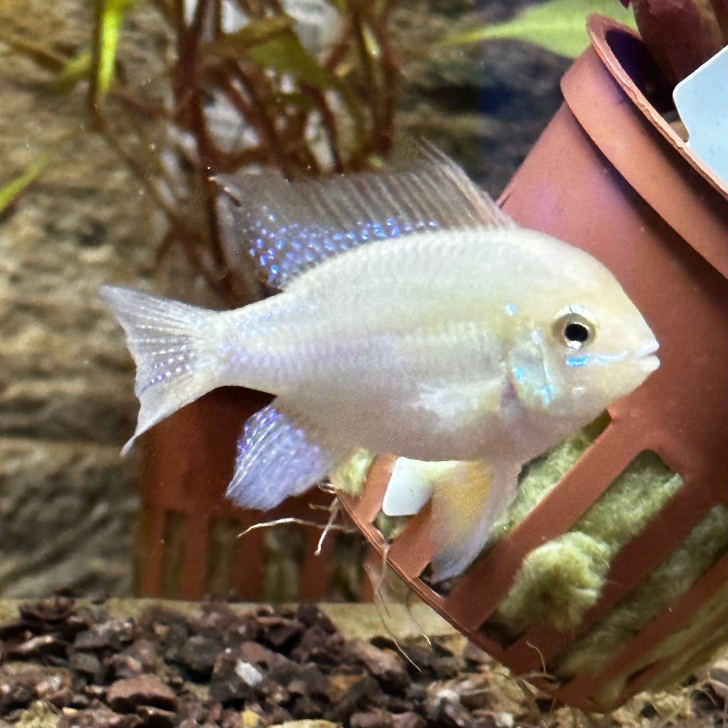 German Gold Ram Dwarf Cichlid