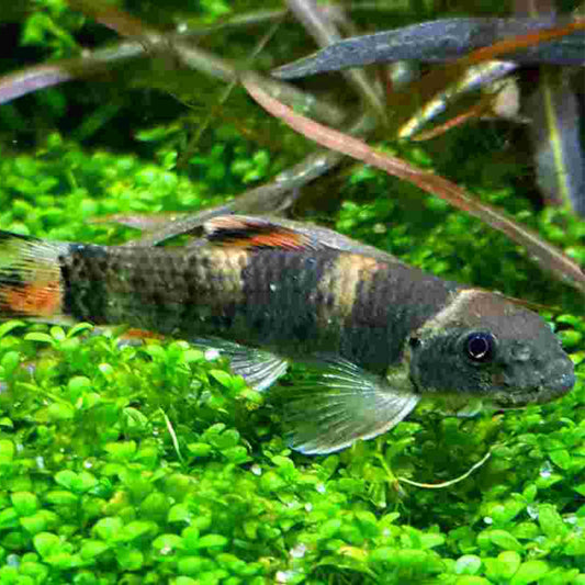 Panda Garra