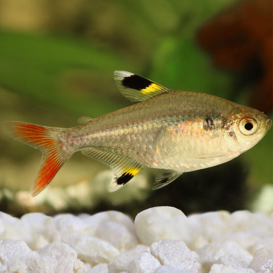 Pristella Tetra