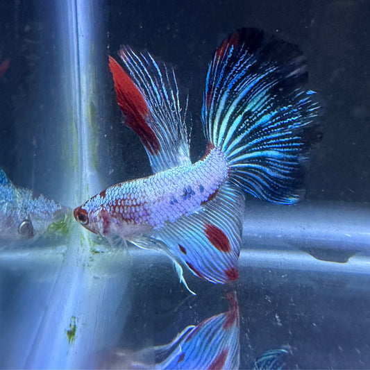 Halfmoon Betta Fancy