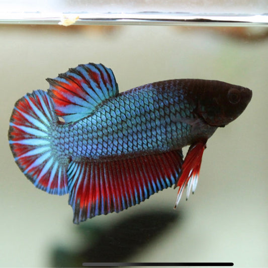King Plakat Betta