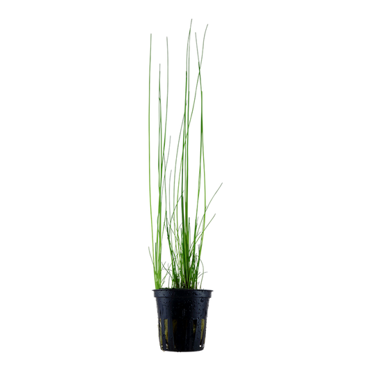 Tropica Eleocharis montevidensis