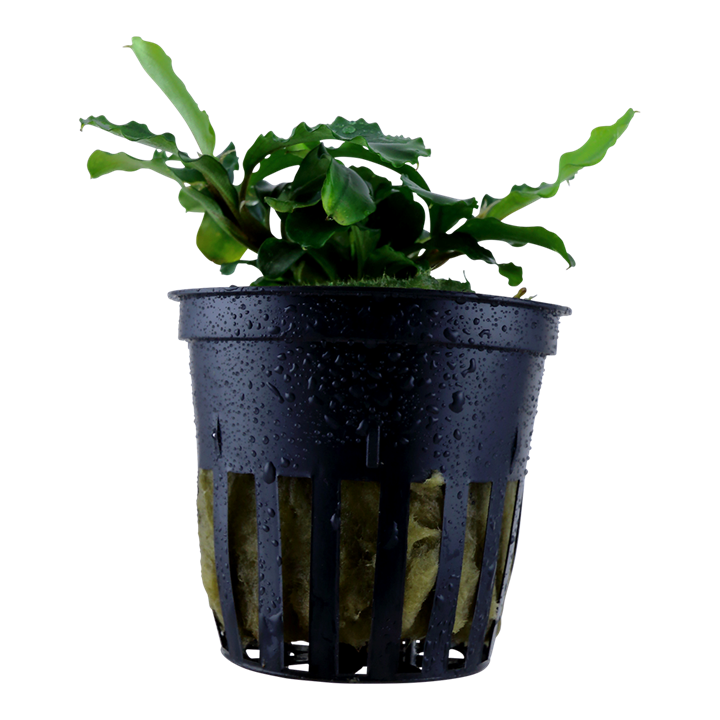 Tropica Bucephalandra pygmaea 'Bukit Kelam'