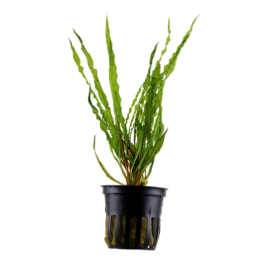 Tropica Cryptocoryne crispatula