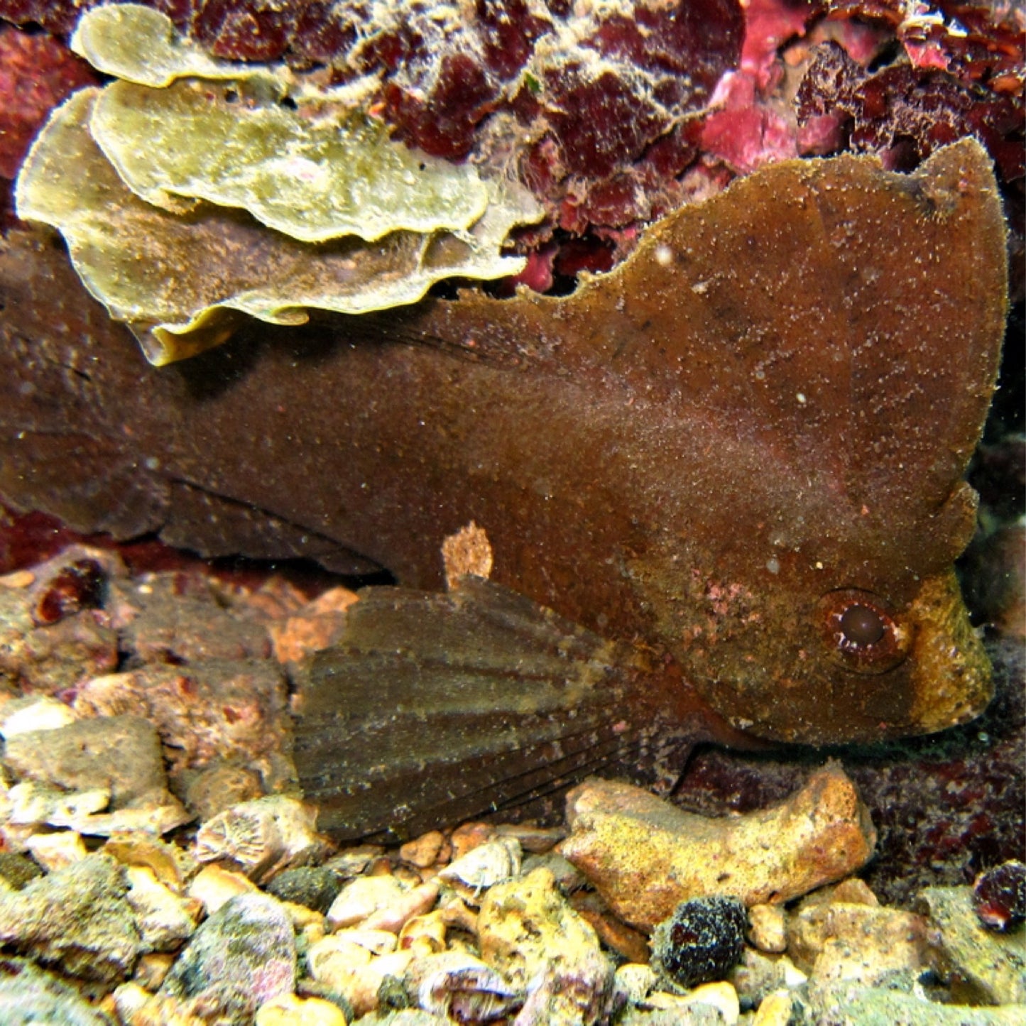 Cockatoo Waspfish