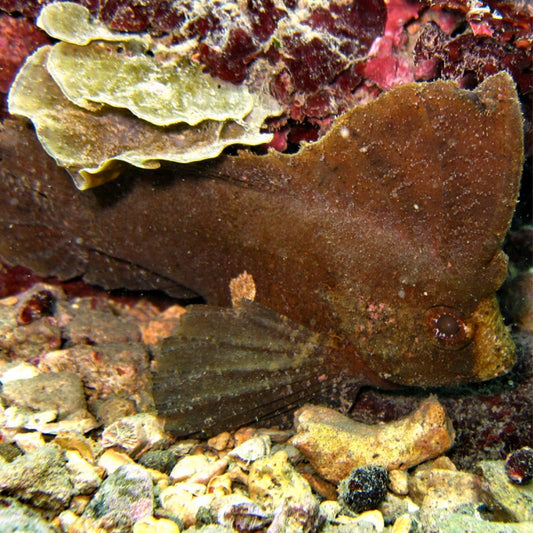 Cockatoo Waspfish