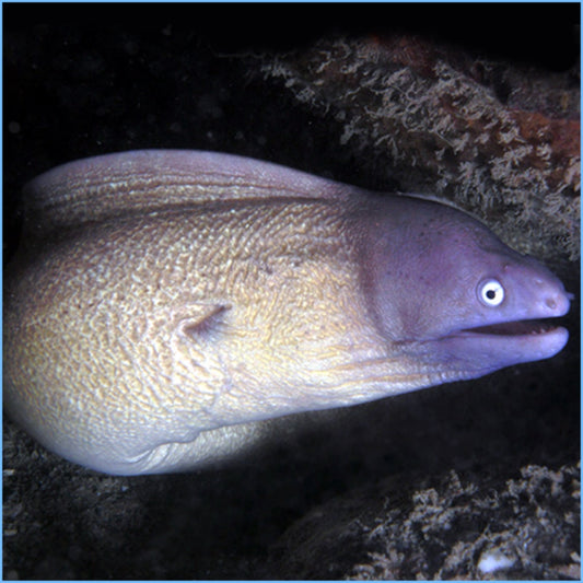 White-Eyed Moray Eel