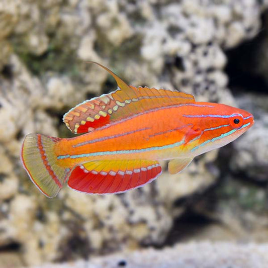 Ang Flasher Wrasse ni McCosker