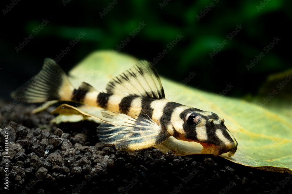 LO52- Butterfly Pleco