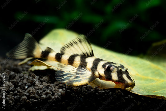 LO52- Butterfly Pleco