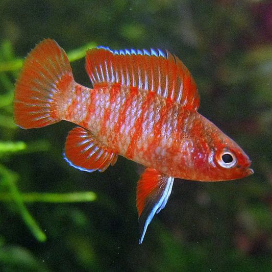 Scarlet Badis (Dario dario)