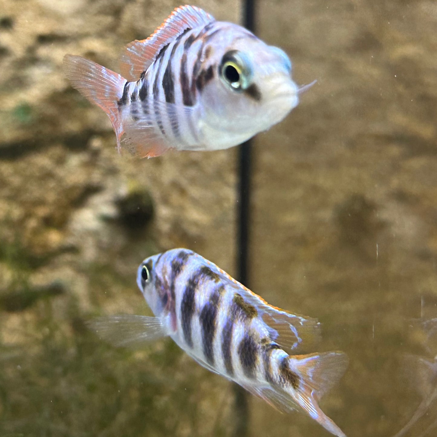 Super VC-10 hap. cichlid