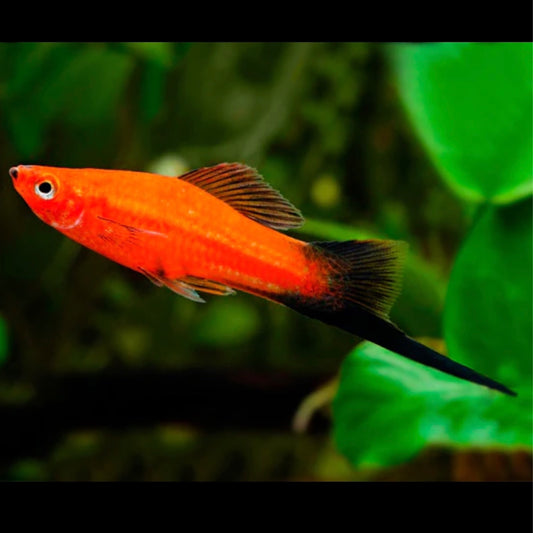 Pulang Wagtail Swordtail