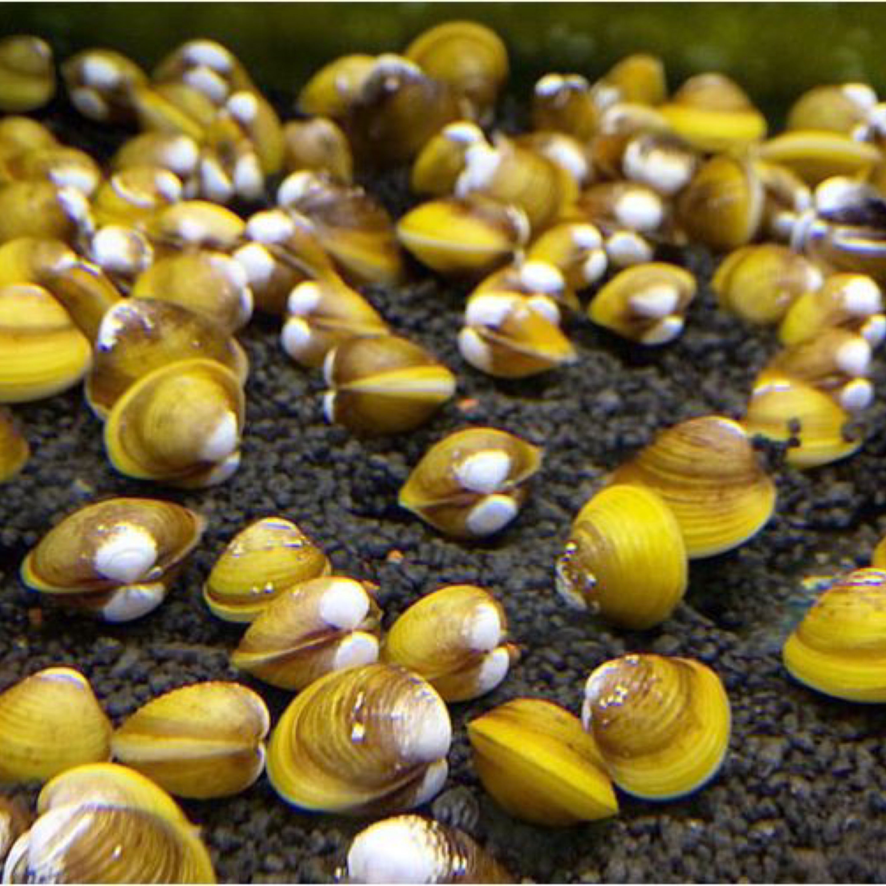 Corbicula Freshwater Golden Clam (Corbicula fluminea) – Concrete Blonde Aquatics