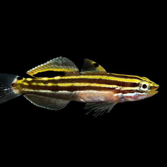 Hectors Goby