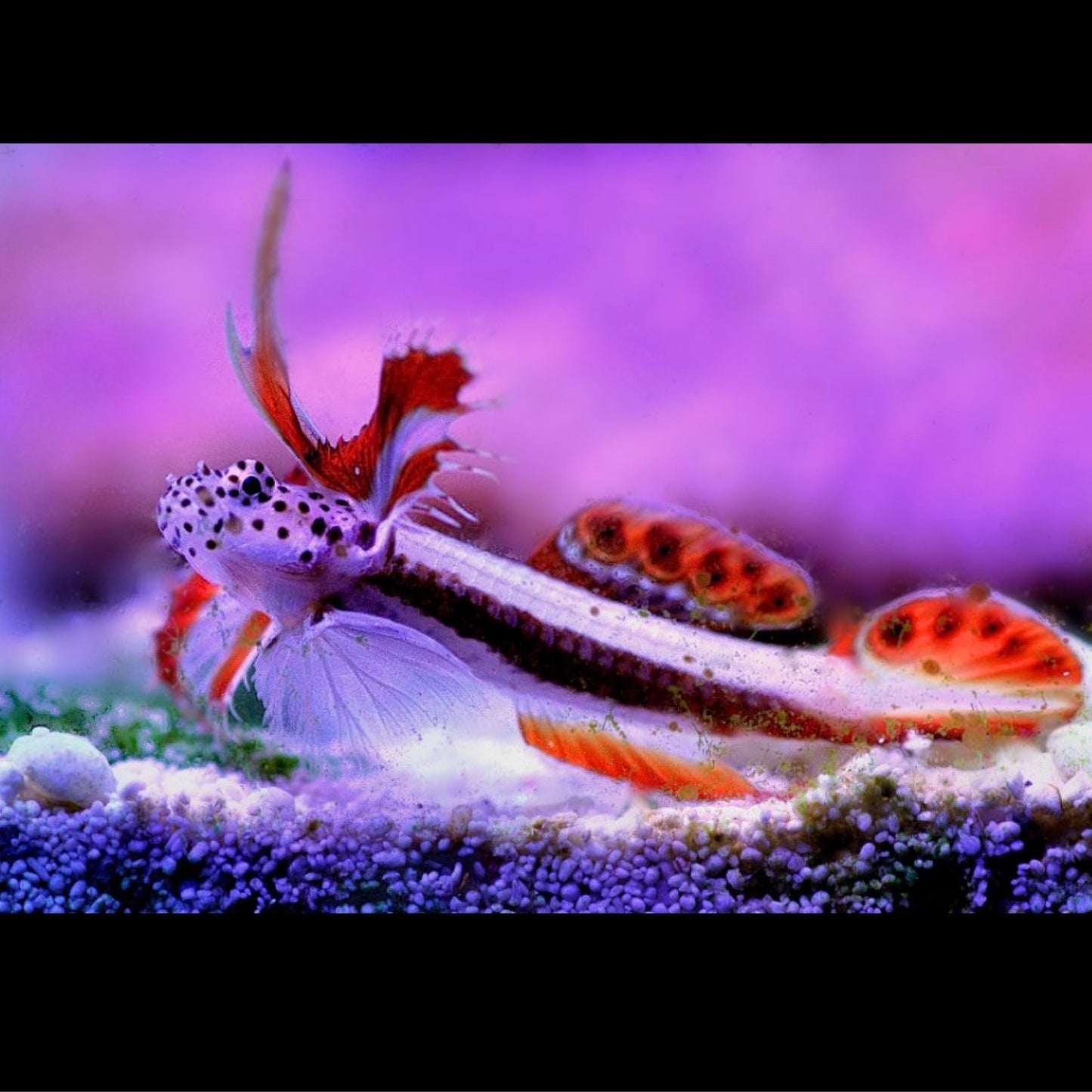 Griessingeri Goby