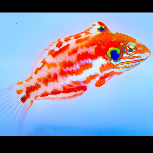 Choats Red Leopard Wrasse Australia